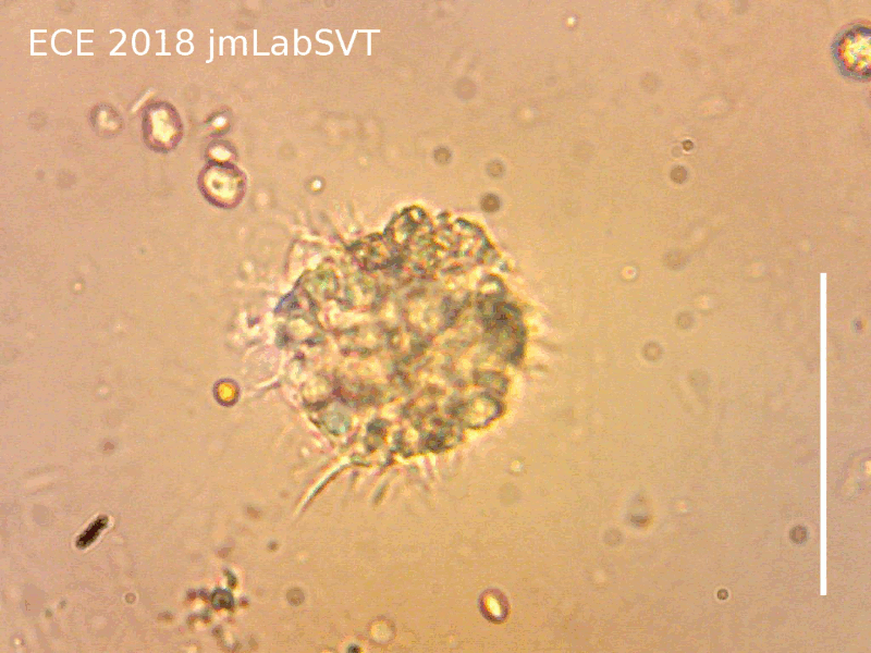 chimiotactisme hémocyte de moule